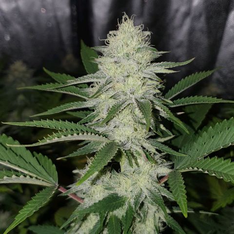 Sugar Black Rose growlog timeline photo