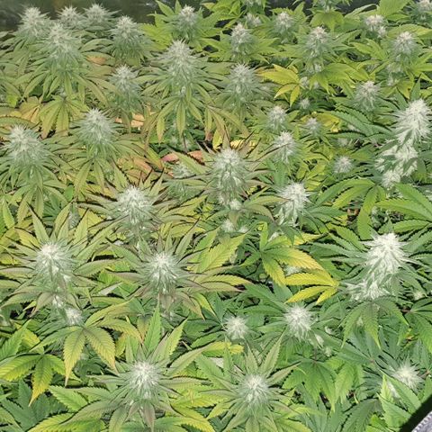 Sugar Black Rose growlog timeline photo