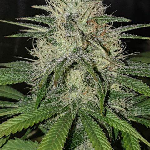 Sugar Black Rose growlog timeline photo