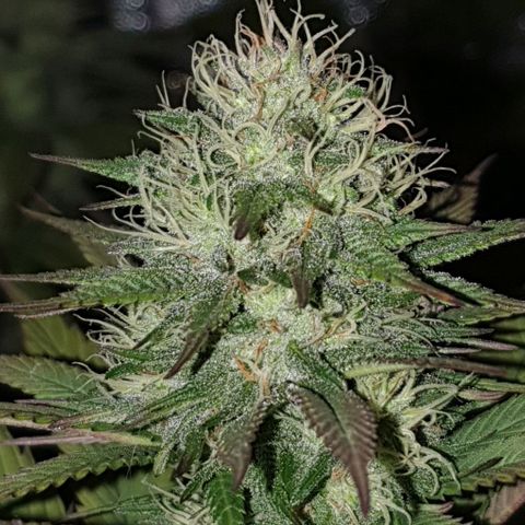 Sugar Black Rose growlog timeline photo