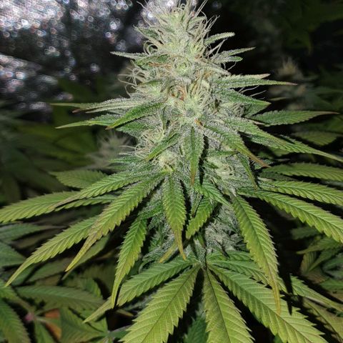 Sugar Black Rose growlog timeline photo