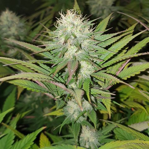 Sugar Black Rose growlog timeline photo
