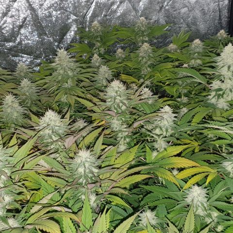 Sugar Black Rose growlog timeline photo