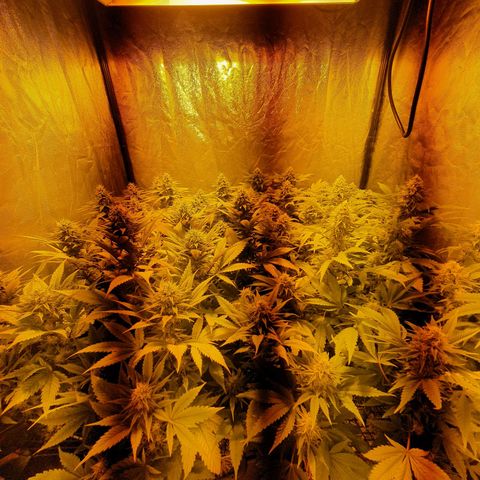Sugar Black Rose growlog timeline photo