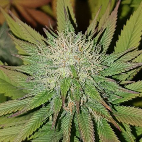 Sugar Black Rose growlog timeline photo