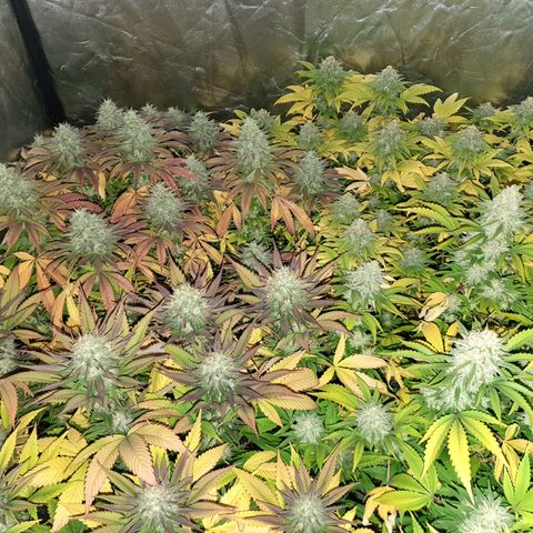 Sugar Black Rose growlog timeline photo