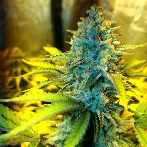 Sugar Black Rose growlog timeline photo