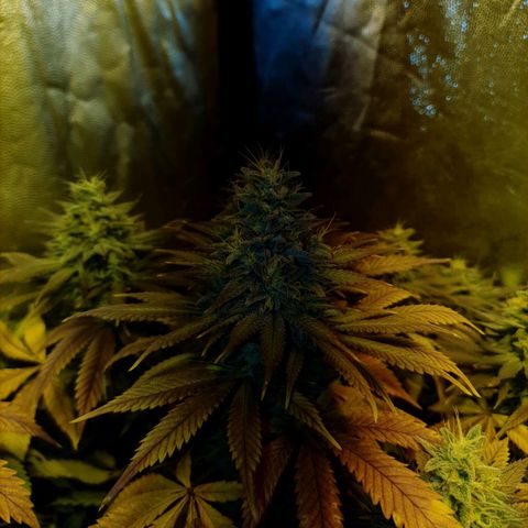 Sugar Black Rose growlog timeline photo