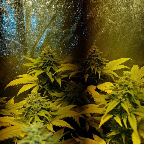 Sugar Black Rose growlog timeline photo
