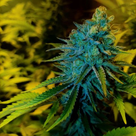 Sugar Black Rose growlog timeline photo