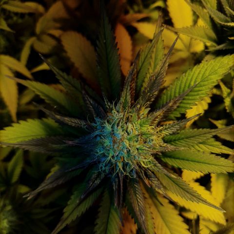 Sugar Black Rose growlog timeline photo
