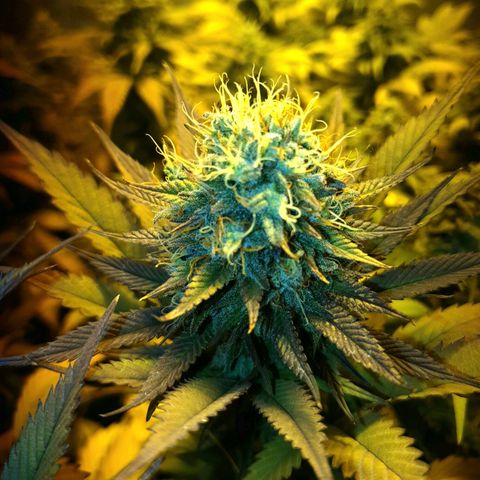 Sugar Black Rose growlog timeline photo