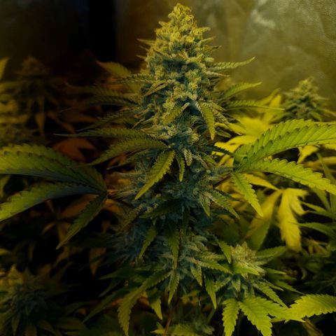 Sugar Black Rose growlog timeline photo