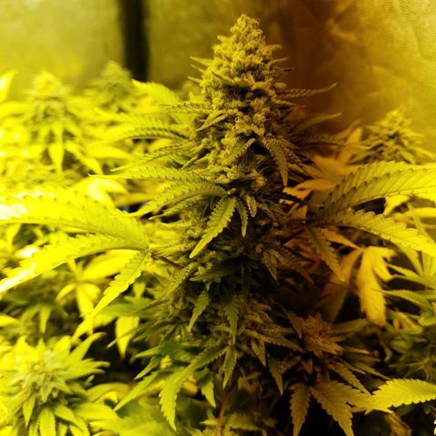 Sugar Black Rose growlog timeline photo
