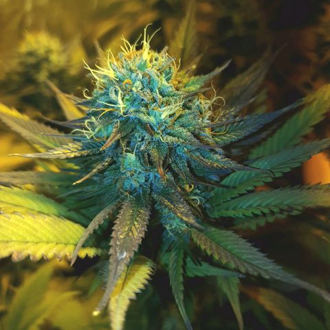 Sugar Black Rose growlog timeline photo