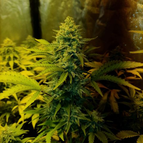 Sugar Black Rose growlog timeline photo
