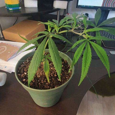 Terter growlog timeline photo