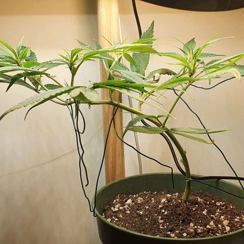 Terter growlog photo: 5 branches fat, couper tout le reste, lst pour que tout soit à la même hauteur 