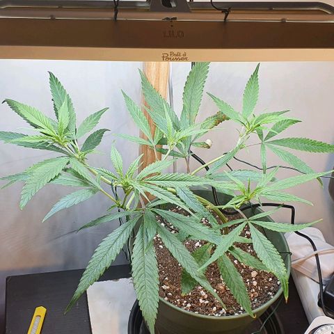 Terter growlog photo: 5 branches fat, couper tout le reste, lst pour que tout soit à la même hauteur 