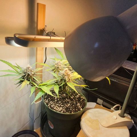 Terter growlog timeline photo