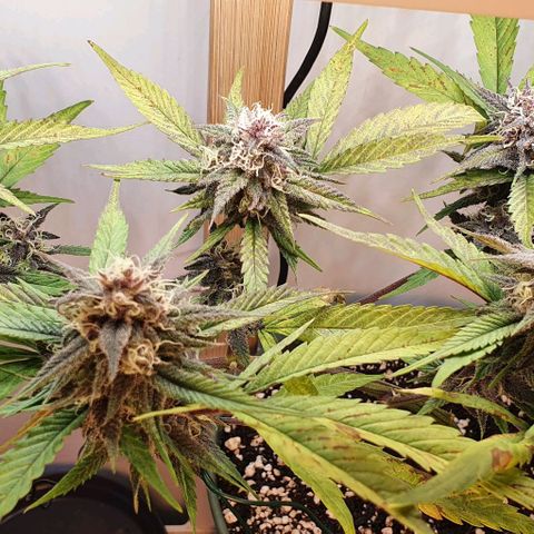Terter growlog timeline photo