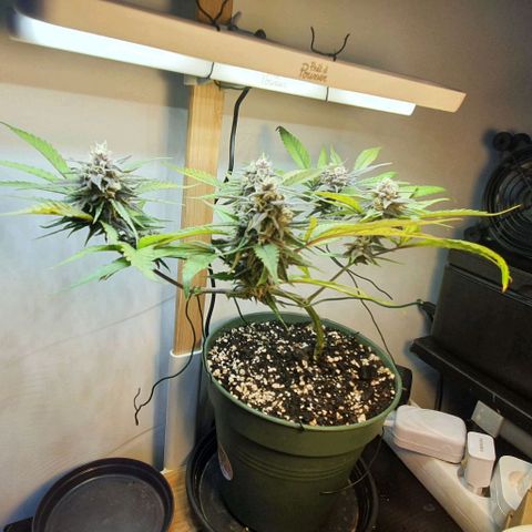 Terter growlog timeline photo