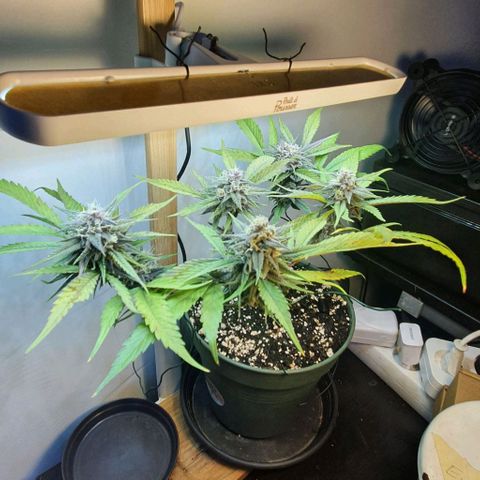 Terter growlog timeline photo