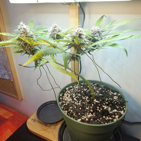Terter growlog timeline photo