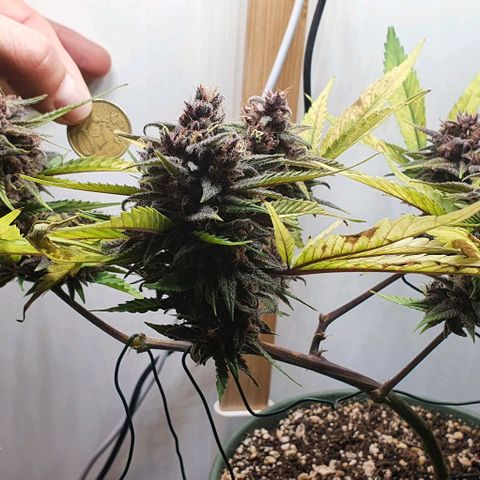 Terter growlog timeline photo
