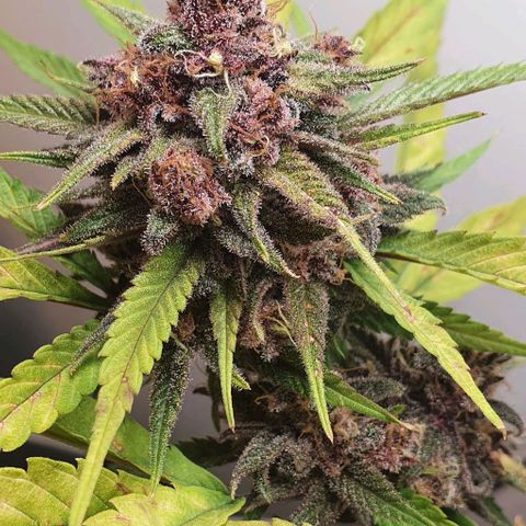 Terter growlog timeline photo