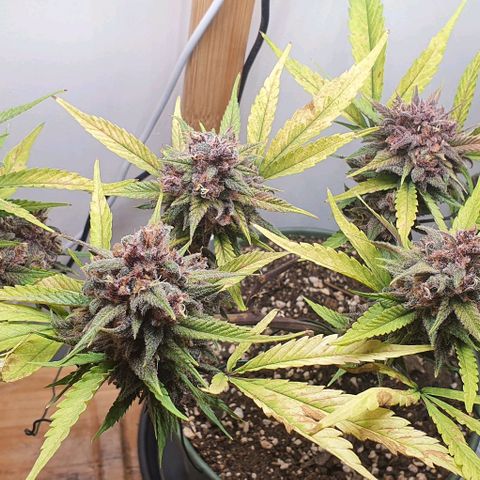 Terter growlog timeline photo