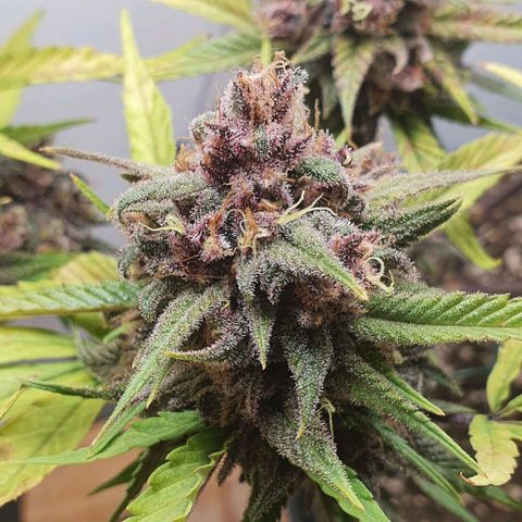 Terter growlog timeline photo