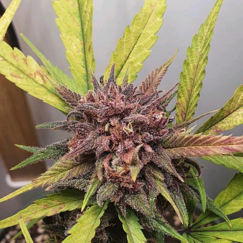 Terter growlog timeline photo