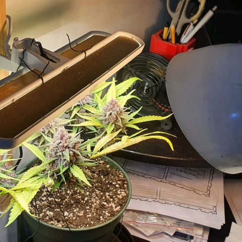 Terter growlog timeline photo