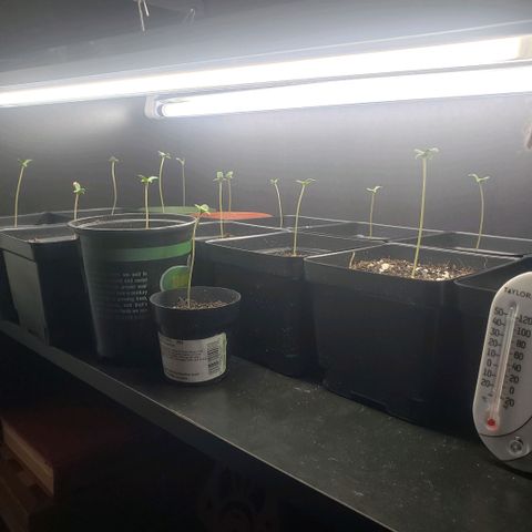 GOJI OJ growlog timeline photo