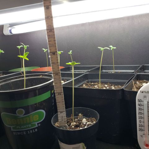 GOJI OJ growlog photo: Stretched from earlier in the week. I think I kind of stopped it. Lesson learned: 4 plants per t5. Rollin with it. 