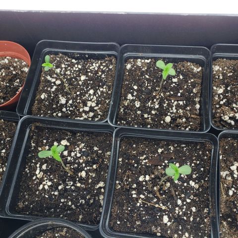 GOJI OJ growlog photo: Stretched from earlier in the week. I think I kind of stopped it. Lesson learned: 4 plants per t5. Rollin with it. 