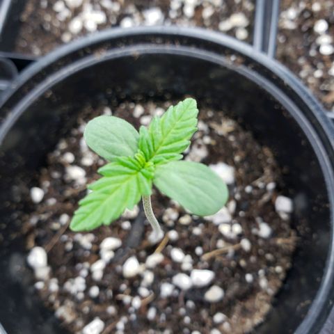 GOJI OJ growlog photo: Looking strong. Fan runs 1 hour morning, 1 or 2 hour before lights out.
Might move 5 to another shelve with another t5
