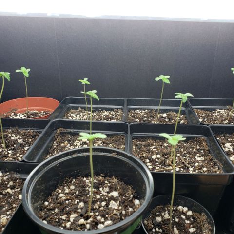 GOJI OJ growlog photo: Looking strong. Fan runs 1 hour morning, 1 or 2 hour before lights out.
Might move 5 to another shelve with another t5
