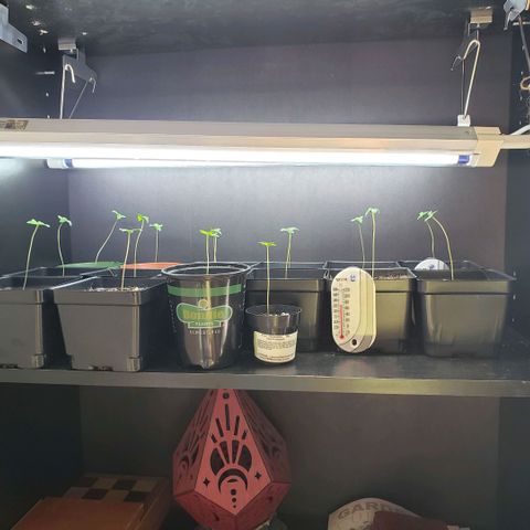 GOJI OJ growlog photo: Looking strong. Fan runs 1 hour morning, 1 or 2 hour before lights out.
Might move 5 to another shelve with another t5