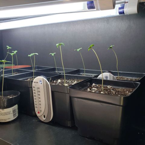 GOJI OJ growlog photo: Looking strong. Fan runs 1 hour morning, 1 or 2 hour before lights out.
Might move 5 to another shelve with another t5