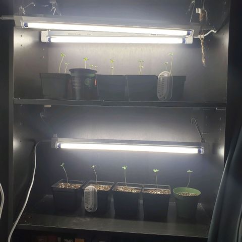GOJI OJ growlog timeline photo