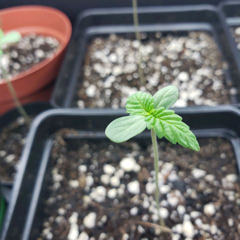GOJI OJ growlog timeline photo