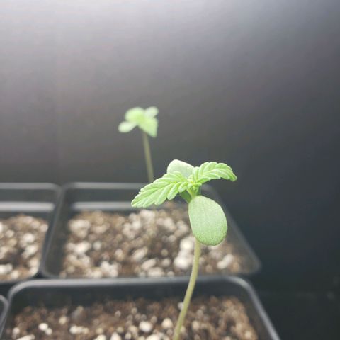 GOJI OJ growlog timeline photo