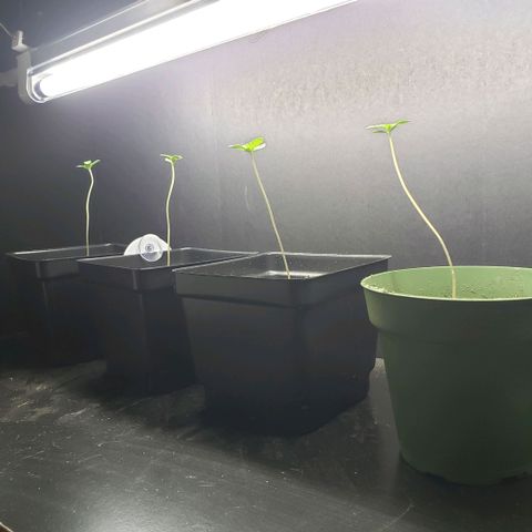 GOJI OJ growlog photo: Lost a lanky this evening:/