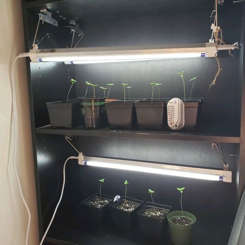 GOJI OJ growlog photo: Still lanky but looking good. More nodes and sights of new leaves 
