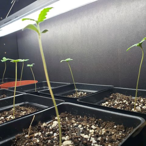 GOJI OJ growlog photo: Still lanky but looking good. More nodes and sights of new leaves 