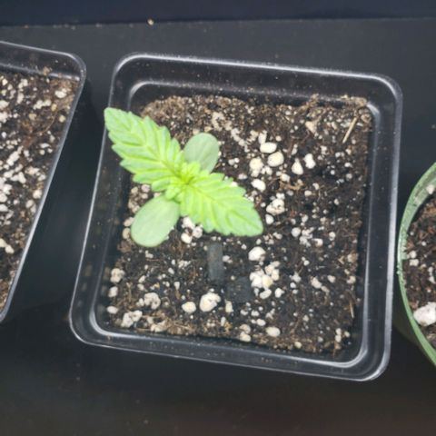 GOJI OJ growlog photo: Still lanky but looking good. More nodes and sights of new leaves 