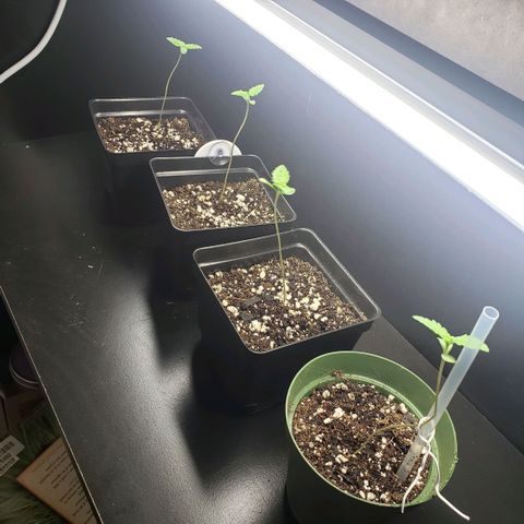 GOJI OJ growlog timeline photo