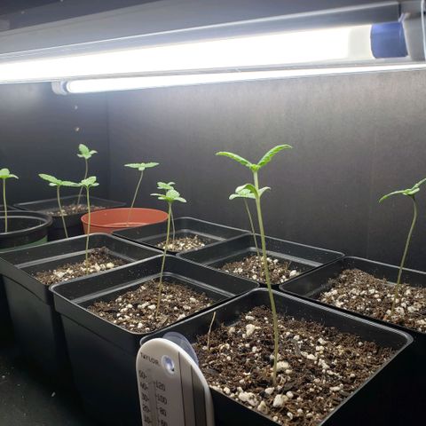 GOJI OJ growlog timeline photo